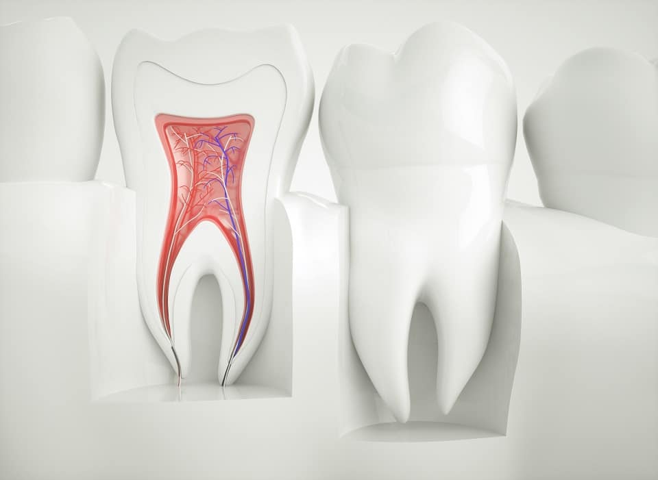 Tooth Anatomy Model